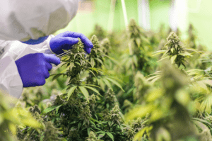Cannabis Pesticide Testing and Testing for Solvents In Cannabis using Cannabis Pesticide Testing Equipment.