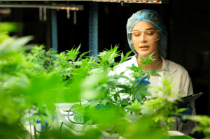 CBD Potency Testing in Cannabis Testing.